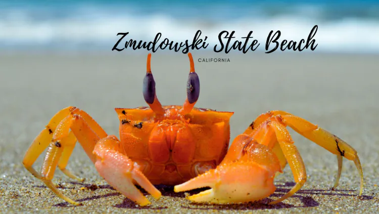 Zmudowski State Beach | A Hidden Gem Along California's Coastline